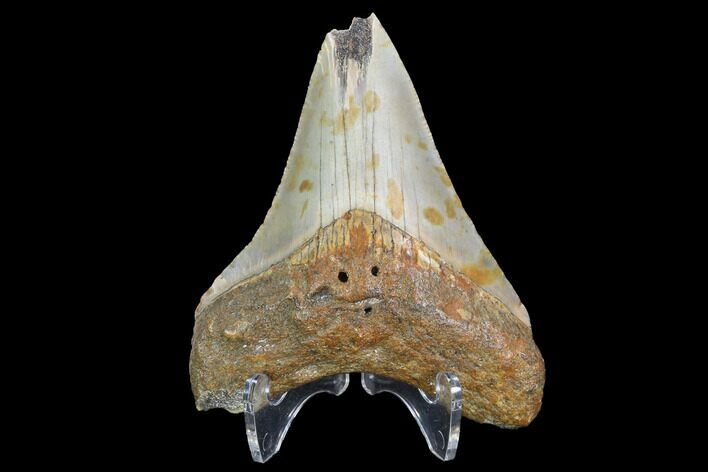 Fossil Megalodon Tooth - North Carolina #101245
